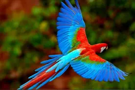 专为鹦鹉设计的剪羽方法，科学饲养鹦鹉图片