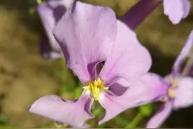 OPPO R9全新拍照手机拍照功能实测图片