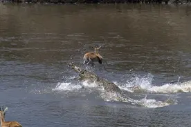 羚羊涉水过河时遇到了一群鳄鱼，情急下踩着鳄鱼脑袋逃命图片