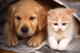猫与狗绝对不能吃的28种食物，知识贴~图片