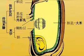 谷粒初认识，吃白米饭等于吃糖？图片