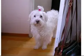 爆笑狗狗家族喊吃饭！笑得我肚子痛，哈哈哈！图片