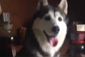 哈士奇的二只是假象，他是不爱服从的犬类，你觉着呢？图片