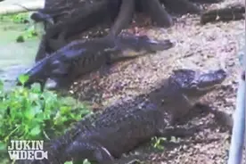 一只猫碰到了3条凶残鳄鱼，接下来的景象却让大家都难以置信！图片