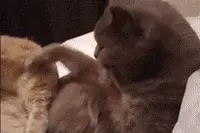 爆笑GIF图第1143波:简直完美，感受一下来自德国的拉丁团图片