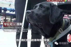 人性实验 | 泪目，盲女带导盲犬进店用餐遭驱赶，你会怎么做？图片