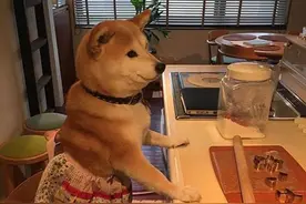 萌宠趣事第194波：狗狗的爱情故事，求右边那只狗狗的心理面积图片