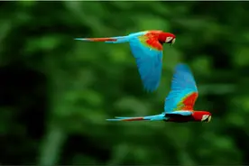 鹦鹉当然也是感情相当丰富的动物，主人家理应多跟它们接触图片