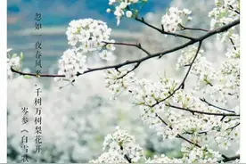 草木说 | 梨花图片