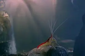 谁才是世界上嗓门最大的动物？蓝鲸？老虎枪虾？还是？图片