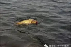 黑坑线组使用杂谈，玩黑坑钓鲤鱼得用多大的线组？图片