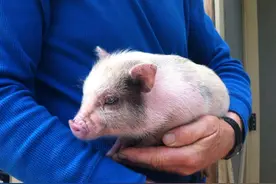 为了一箱零食，这头宠物猪竟活生生的变成了烤乳猪图片