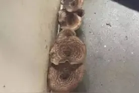 公交车上长蘑菇了，你知道不？图片