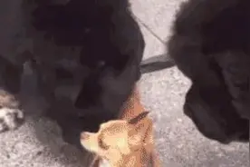 都看过汪星人日常，来看看喵星人日常吧图片