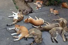 本来种植猫薄荷只是想驱虫，却不想得到让人哭笑不得的结果图片