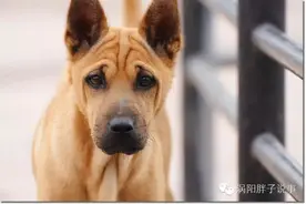 “大黄”的忠诚图片