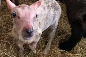 小羊天生没毛被妈妈抛弃，主人为它套上毛衣后，它的世界从此变了图片