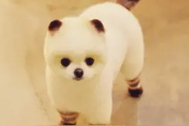 伪装成神秘生物的小狗，有没有伪装都无限萌图片