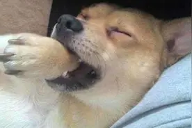 梦见啃猪蹄子了（未完成）图片