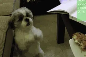 狗狗看到半块它最爱吃的饼干，作揖数十下求赏无果，它使出杀手锏图片