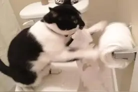 猫和卫生纸是不共戴天的敌人图片