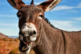 张家口大爷摸驴蛋，牛逼的不行！图片