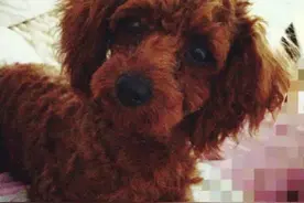 狗嘴里居然长出了兔子牙！我就想知道你是吃什么狗粮长大的？图片