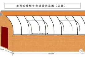 牛舍怎么建？养牛必读！图片