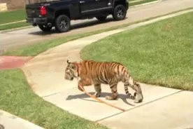 惊悚！一只老虎街上徘徊，用舌头舔路人的脸图片