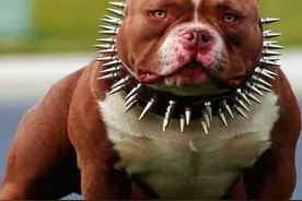 超大型美国恶霸犬：一种男人的犬！图片