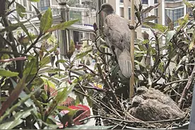暖人心！家里来了“斑鸠客人” 屋主和鸟儿结下特别的友谊图片