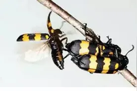 跟我识中药 | 恶疮疽，蚀死肌——斑蝥图片