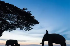 最后的训象者：泰国少数民族把大象当宠物图片