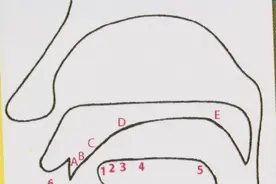 我们是怎么说汉语的？——发音部位大解析图片