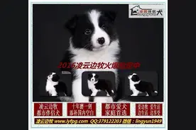 边牧训练-关于狗狗的家庭驯养，你必须要知道的。图片