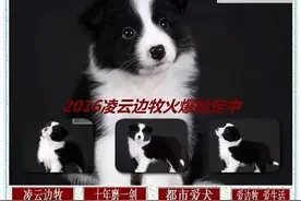 边牧训练-关于狗狗的家庭驯养，你必须要知道的。图片