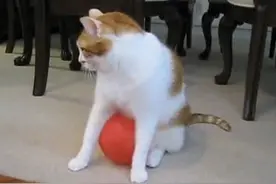 无奈的猫咪被静电气球黏住了图片