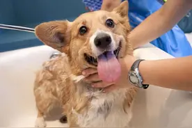 狗狗洗澡妙法大攻略，还你一直干净、漂亮的大萌宠！图片