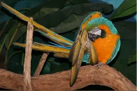 只知道鹦鹉很有模仿能力还不够，主人家有必要透彻地了解图片