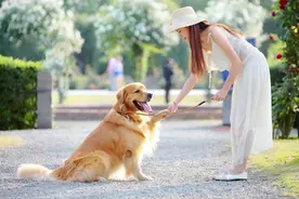 英雄搜救犬拉布拉多4天救7人，累死战场英勇牺牲图片