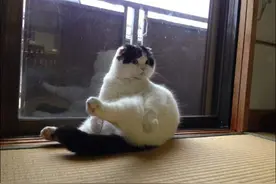 爆红肥猫，一只把自已当成人的猫图片