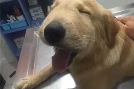 大眼萌的金毛被蜂蛰了之后，好好的总裁范儿就这么跑偏了....图片