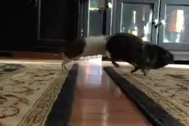 飞跃“沟壑”！小短腿荷兰猪也是这么的可爱啊！图片