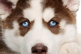 狗狗在什么情况下会发生骨折会以及会造成怎样的后果？图片