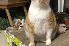 为什么我养的猫会是这样？图片