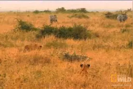 小斑马被狮子一路追杀，眼看就要被扑倒，不料途中使出“无影脚”图片