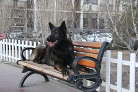 simon说狗 军中神犬德国牧羊犬图片