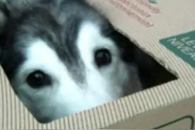 主人从一群猫处找到一只阿拉斯加，带回家后越养越感觉不一般图片