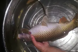 第一次钓到禾花鲤 老鬼饵料钓马口鱼图片