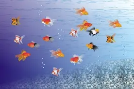 鱼的记忆真的只有7秒吗？图片